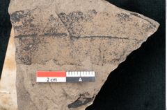 Foto (Detailansicht) von Quercus palaeoilex Ettingshausen (NHMW-GEO-2024-0188-7972)